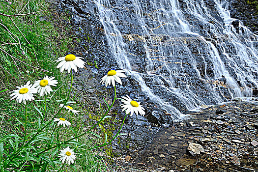 雏菊,瀑布,塞尔扣克山,不列颠哥伦比亚省,加拿大
