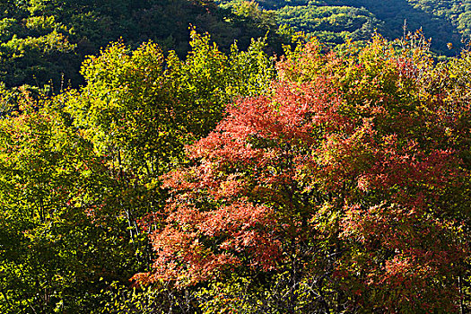 山坡,植被,自然,风光,本溪,湖里村,秋季,红叶,色彩,艳丽