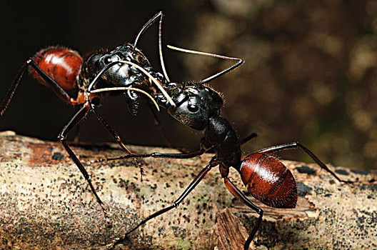 巨大,树林,蚂蚁,十亿,一对,不同,生物群,对抗,地盘,展示,山,国家公园,马来西亚