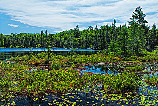湿地生境,湖,北方针叶林
