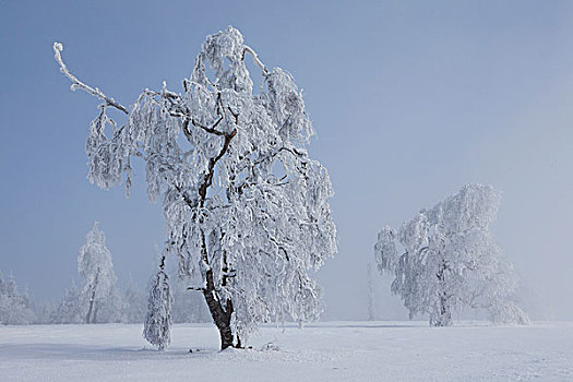 雪,遮盖,树,冬天,风景,雾,北方,黑色,树林,黑森林,巴登符腾堡,德国,欧洲