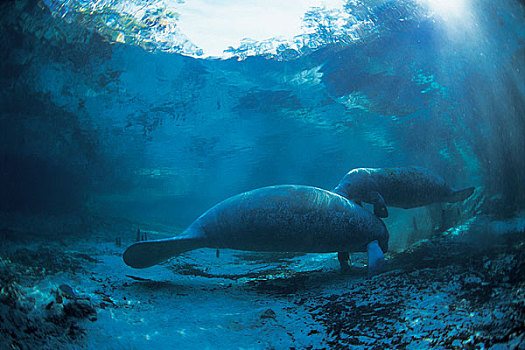 海洋生物