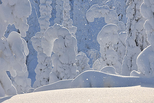 积雪,树,雪中,秋天,冬天,库萨莫,芬兰