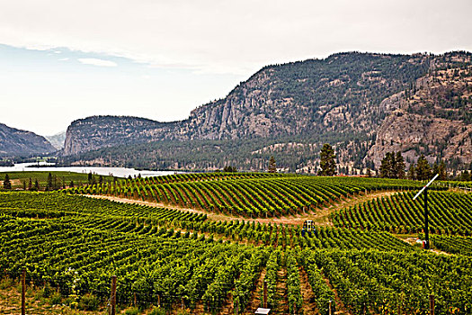 葡萄园,蓝色,山,葡萄酒厂,靠近,奥克纳根谷,加拿大