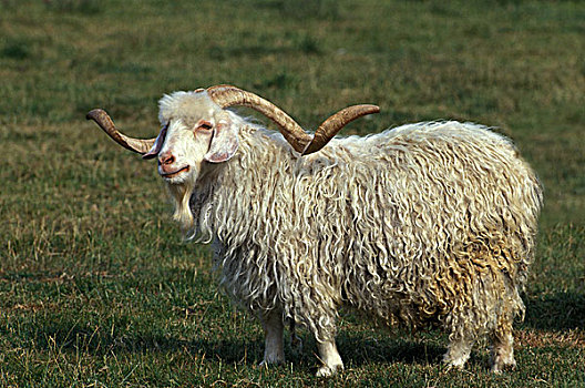 安哥拉山羊,产生,毛织品,长,犄角