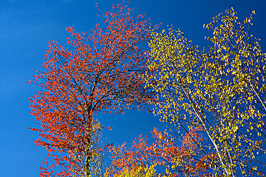 秋天,树,高地,小路,河,自然保护区,缅因,美国