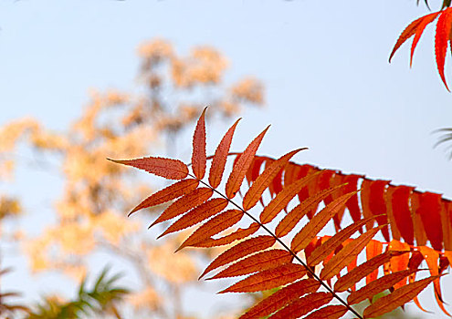 秋色树叶