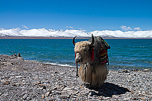 西藏纳木措