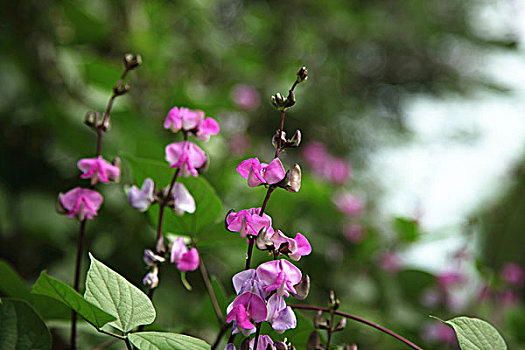 豆角花