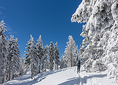 滑雪,登山,积雪,树,下奥地利州,奥地利,欧洲
