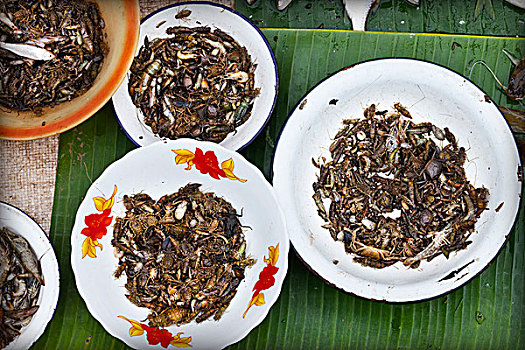 昆虫,货摊,市场,琅勃拉邦,老挝