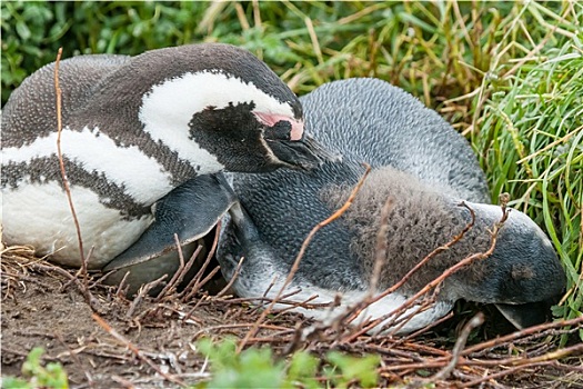 两个,企鹅,躺着,地面