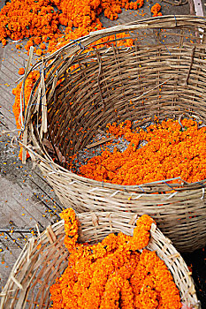 万寿菊,编织物,篮子,新德里,印度
