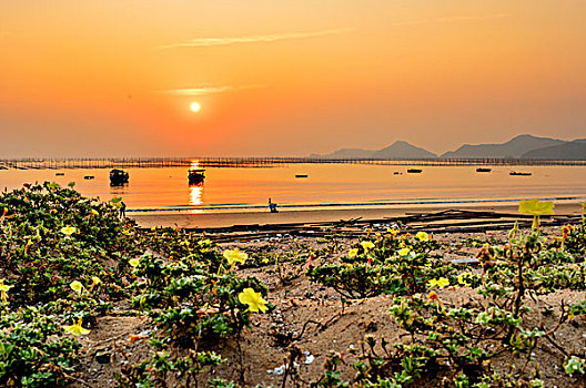 福建霞浦,海,渔船,沙滩,晚霞,野花