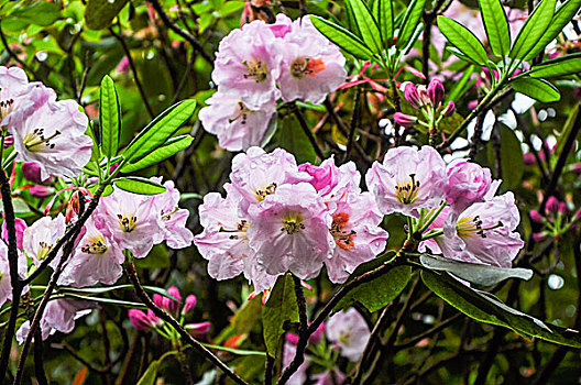 高山杜鹃花