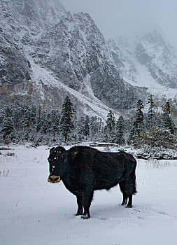 雪中牛