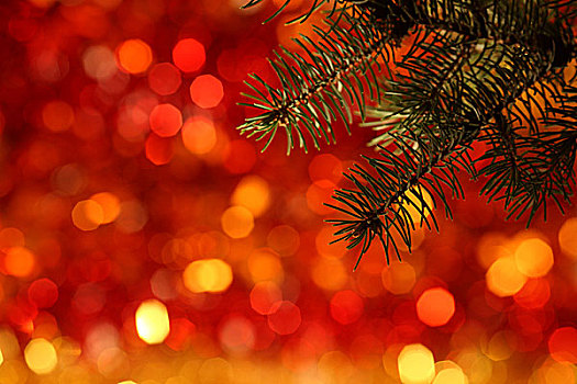 枝条,圣诞树,红灯,背景