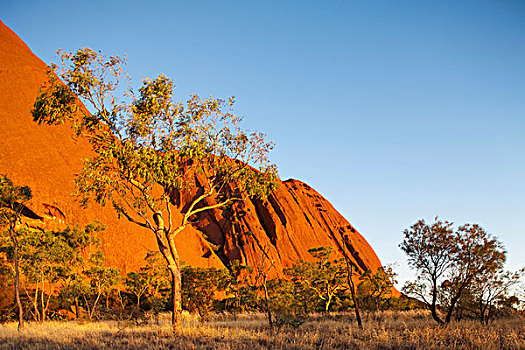澳大利亚,北领地州,乌卢鲁卡塔曲塔国家公园,夕阳,孤单,树,红岩,艾尔斯岩,夏天,晚间