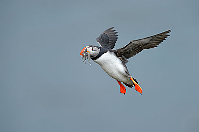 圖片信息標籤一隻動物海雀科水禽大西洋角嘴海雀海雀鳥鳥嘴捕獲鴴形目