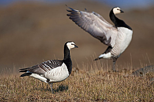 白额黑雁,成年,鸟,冰岛,欧洲