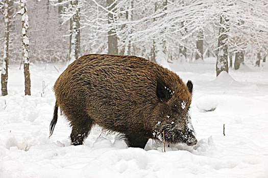 野猪,獠牙动物,冬天