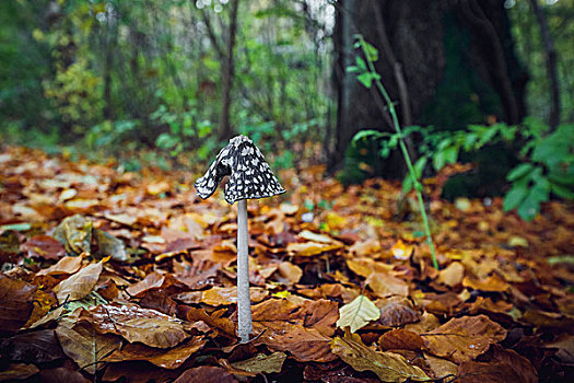 蘑菇,高,茎,黑色,帽子,白色,斑点,树林,秋天,金秋,叶子