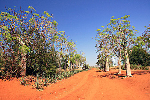 树,干燥,风景,游戏,马达加斯加,非洲