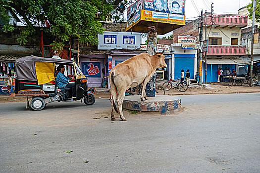 母牛,中间,街道,瓦拉纳西,印度