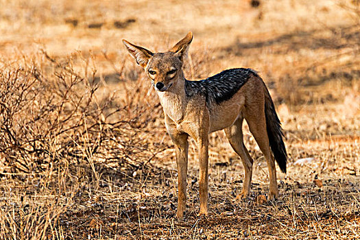 黑背狐狼,萨布鲁国家公园,肯尼亚,非洲