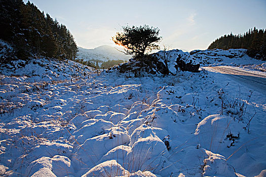 冬天,基拉尼国家公园,靠近,凯瑞郡,爱尔兰