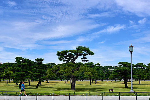 日本皇居外苑的松林