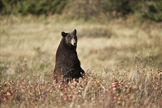 黑熊,瓦特顿湖国家公园,艾伯塔省,加拿大