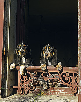 加斯科涅,蓝色,矮脚长耳猎犬,幼仔,站立,窗边