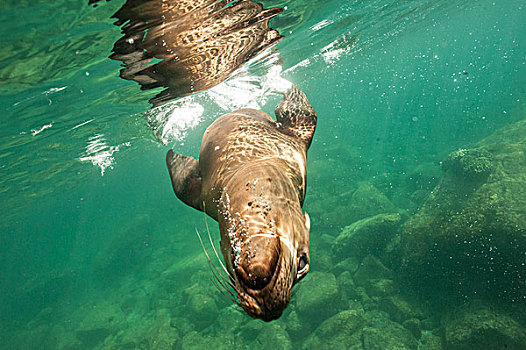 加州海狮,玩,水下,下加利福尼亚州,墨西哥
