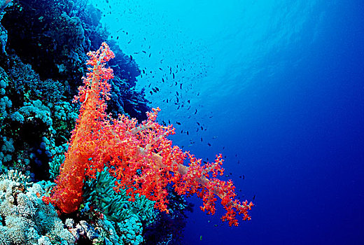红色,软珊瑚,礁石,西奈,红海,埃及
