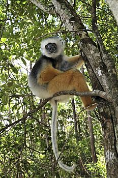 冕狐猴,安达斯巴曼塔迪亚国家公园,马达加斯加