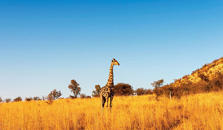 南非高原图片
