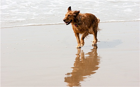 爱尔兰塞特犬,金毛猎犬,狗,跑,海洋,海浪,沙滩