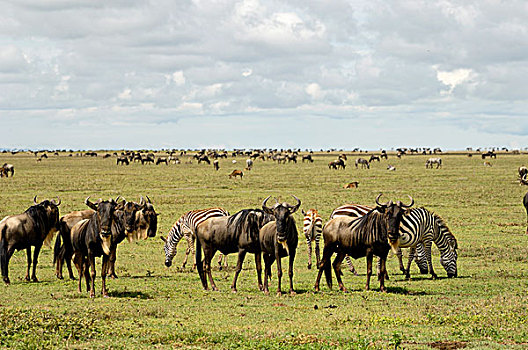 坦桑尼亚,塞伦盖蒂国家公园,角马,斑马,迁徙