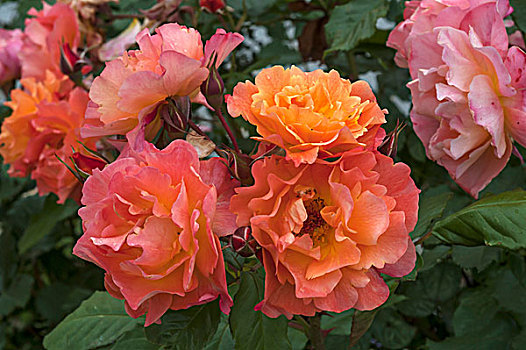 橙色,玫瑰花瓣,粉色,提洛尔,奥地利,欧洲