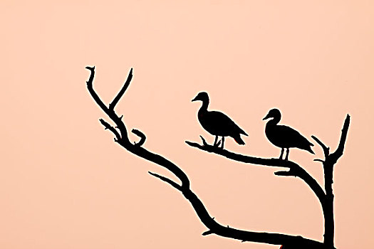 鹅,两个,成年,雌性,栖息,枯木,剪影,日落,国家公园,卡欧迪欧国家公园,拉贾斯坦邦,印度,亚洲
