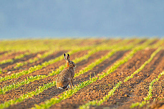欧洲野兔,坐,地点,北方,黑森州,德国,欧洲