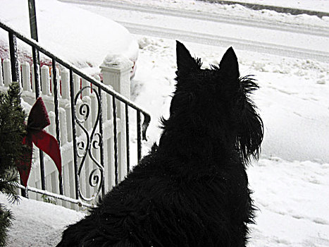 苏格兰小猎犬,正面,暴风雪
