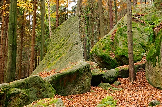 森林,砂岩,石头,树林