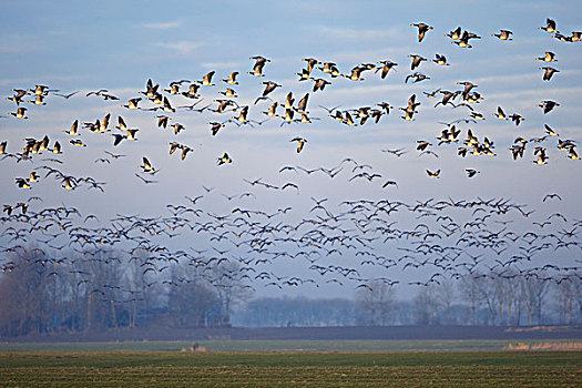 白额黑雁,成群,飞跃,农田,弗里斯兰省,荷兰