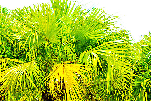 棕榈树叶子素材