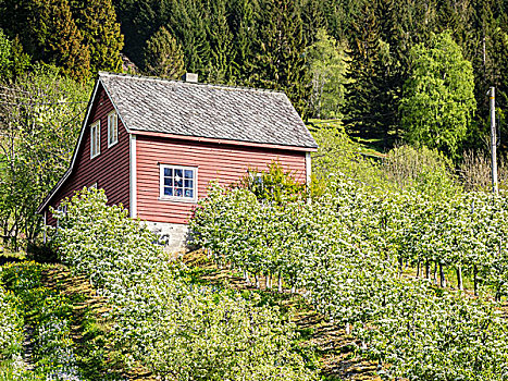 特色,木质,房子,水果,花园,靠近,挪威