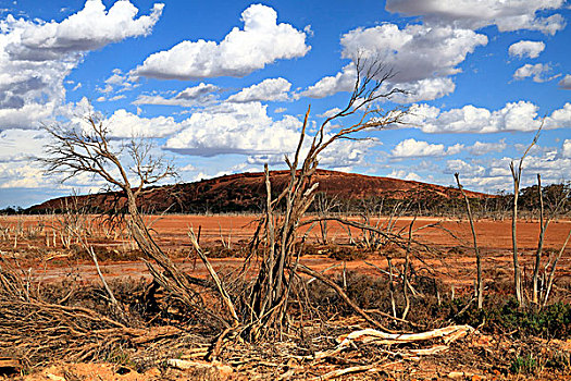 石头,后面,死,树,自然,自然保护区,西澳大利亚州