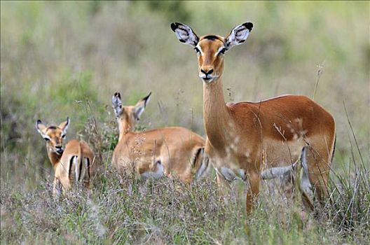 黑斑羚,母鹿,幼兽,萨布鲁国家公园,肯尼亚,东非,非洲