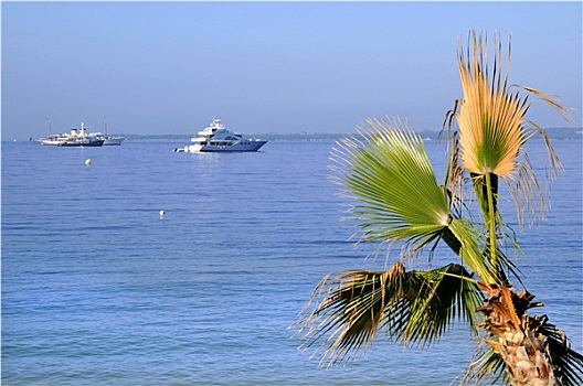 棕榈树,地中海,法国